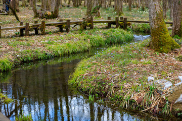 森の中の遊歩道　ハイキング　イメージ