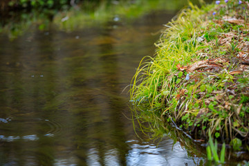 Obraz premium 水辺の草 清流 イメージ