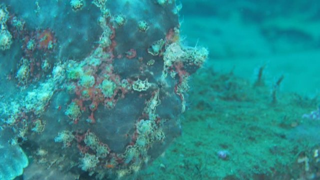 frogfish scenery tropical waters walking on sand rare underwater ocean