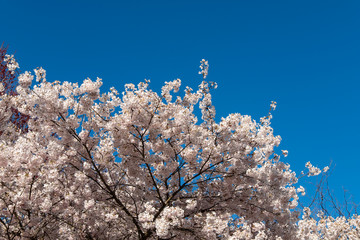 beautiful pink cherry flowers blooming under the clear blue sky in the park