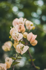white flowers background