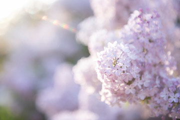 Lilac flowers. Close-up, nature beauty