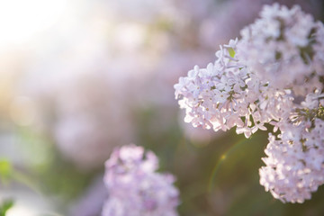 Obraz premium Lilac flowers. Close-up, nature beauty