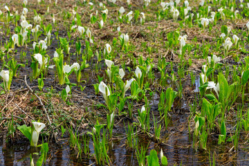 春の花　日本の風景　湿原　秋田県仙北市