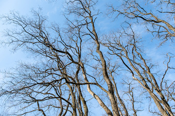 dense thin branched on the leafless trees in the park under the blue sky like silhouette of  lighting tracks