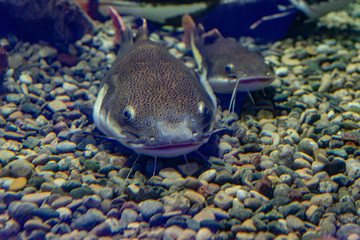 Underwater photo of a big Catfish (Silurus Glanis).