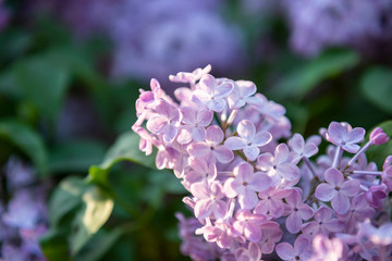 Obraz premium Lilac flowers. Close-up, nature beauty