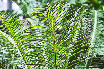 Obraz na płótnie Canvas green fern leaf