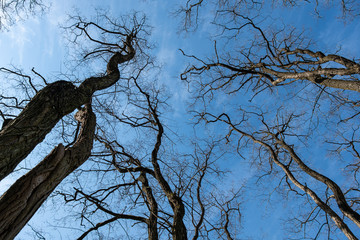 Fototapeta na wymiar dense thin branched on the leafless trees in the park under the blue sky like silhouette of lighting tracks