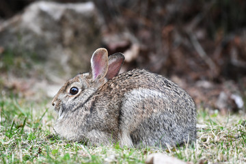 Closeup of a little rabbit resting on the grass