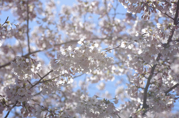 青空の下、満開を迎えた桜