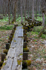 森の中の遊歩道　ハイキング　イメージ