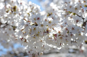 青空の下、満開を迎えた桜