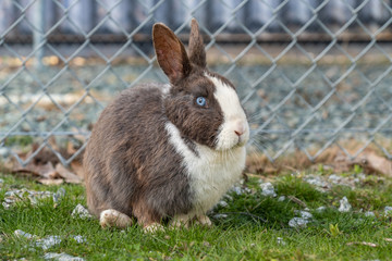 close up portrait of an adorable blue eyed grey rabbit with white stripes sitting in front of wired...