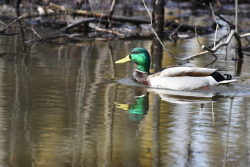 Mallard Duck swimming in a pound with reflection in the water