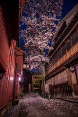 金沢・主計町茶屋街の夜桜