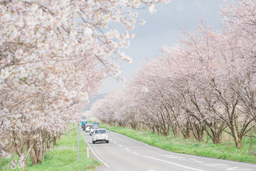 河北潟の桜並木