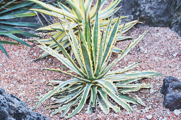 Yucca or Agave Plant in Rock Garden, Desert Landscape Detail