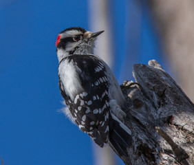 woodpecker on a tree branch