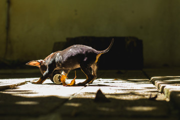 Dog playing with toy