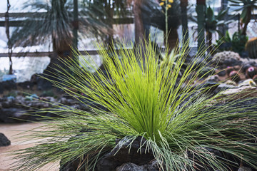 Ornamental Grass Plant in Garden, Spiky Green Texture
