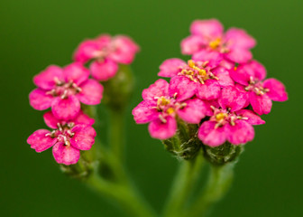 Flowers of yarrow, lat. Achillea millefolium, isolated on white background
