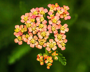 Flowers of yarrow, lat. Achillea millefolium, isolated on white background © kostiuchenko