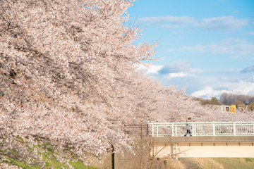 満開の桜と橋
