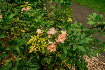 Beautiful park in Australia at the summer