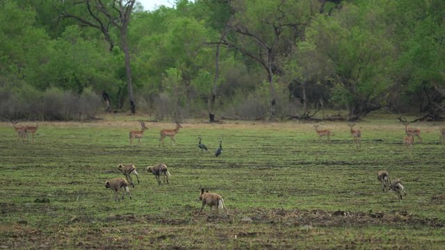 Wild dog, pack walking in the forest, Okavango detla, Botseana in Africa. Dangerous spotted animal with big ears. Hunting painted dog on African safari. Hunting with catch.