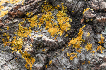 Yellow Lichen on an Oak Tree Trunk