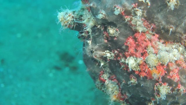 frogfish scenery tropical waters walking on sand rare underwater ocean