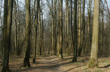 early spring wild forest without people
