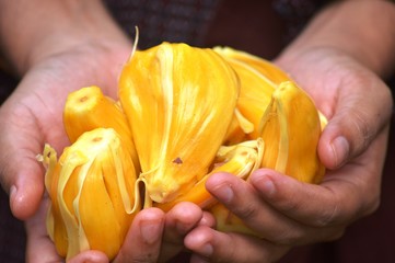 hands holding a yellow jackfruit