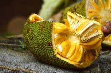Jackfruit close-up shot healthy fruit home grown.