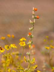wild flowers in the field