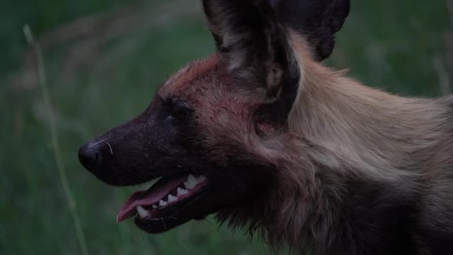 Wild dog, pack walking in the forest, Okavango detla, Botseana in Africa. Dangerous spotted animal with big ears. Hunting painted dog on African safari. Hunting with catch.