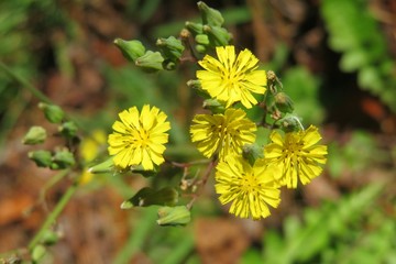 Yellow Youngia Japonica flowers in the meadow, closeup