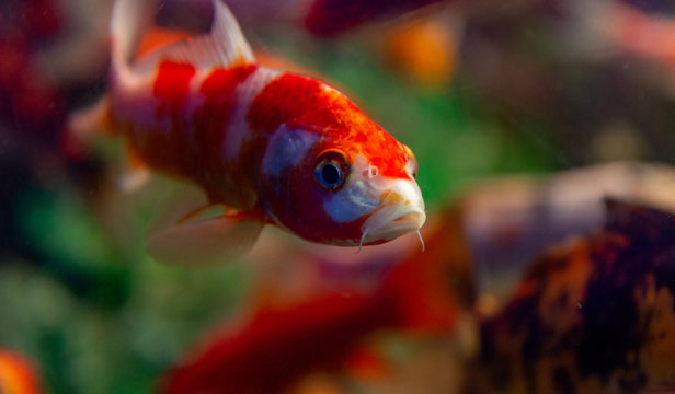 Bright red Koi fishes swim in an open pond, red, white and orange fish in open water.