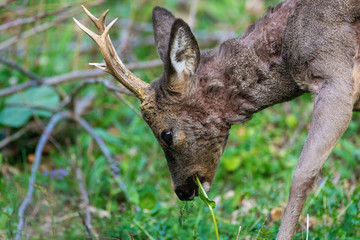The roe deer on the forest edge