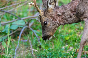 The roe deer on the forest edge