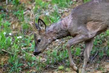 The roe deer on the forest edge