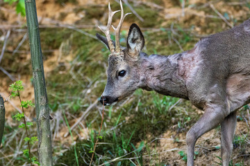 The roe deer on the forest edge