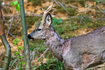 The roe deer on the forest edge