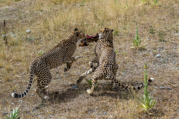 Cheetah's fighting over food