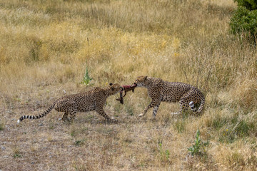 Cheetah's fighting over food