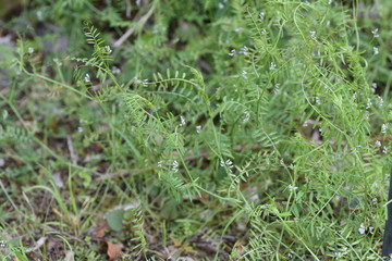 Vicia hirsuta (Hairy tare) / Fabaceae biennial grass