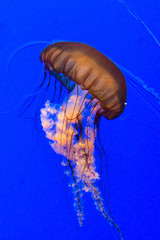 Close-ups of jellyfish