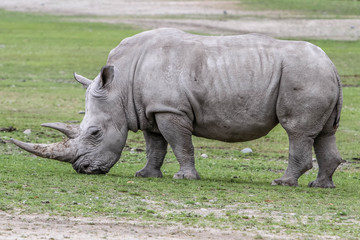 Obraz premium rhinoceros