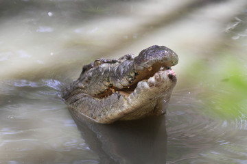 Crocodile